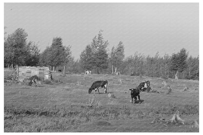 Cows Grazing in Cut-Over Land Mizpah Minnesota 1937