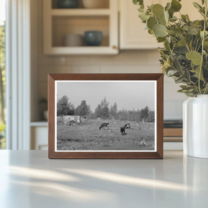 Cows Grazing in Cut-Over Land Mizpah Minnesota 1937