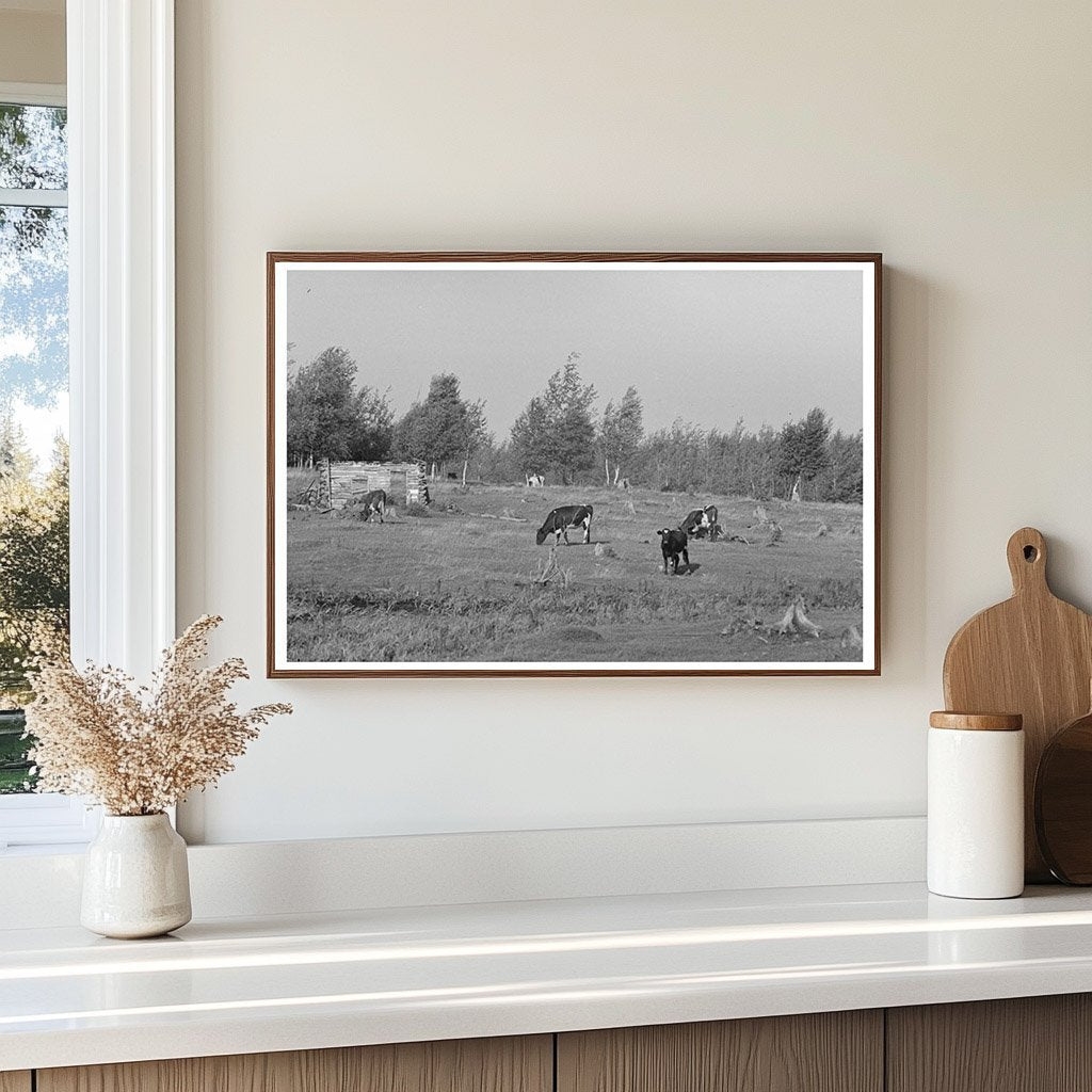 Cows Grazing in Cut-Over Land Mizpah Minnesota 1937