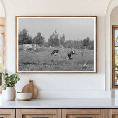 Cows Grazing in Cut-Over Land Mizpah Minnesota 1937