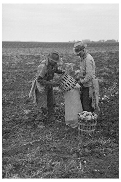 Workers Emptying Potatoes in East Grand Forks 1937