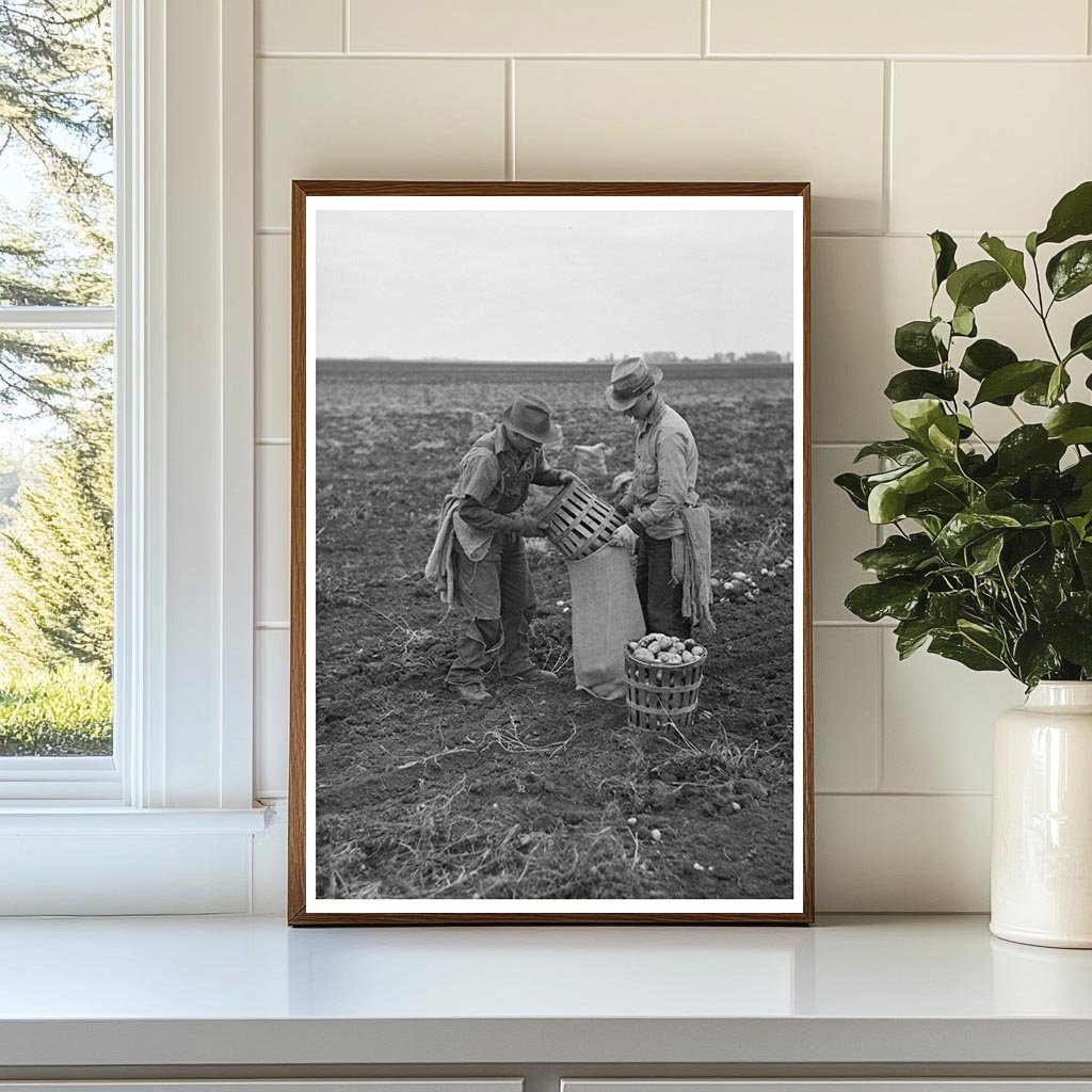 Workers Emptying Potatoes in East Grand Forks 1937