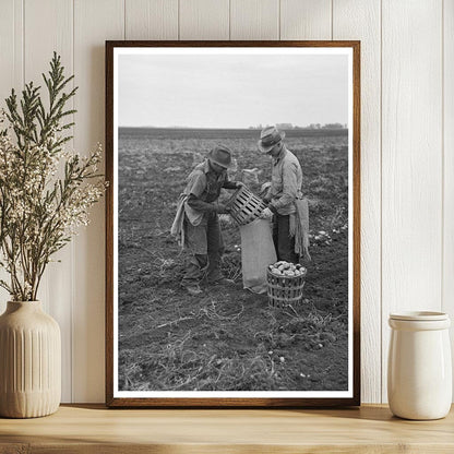 Workers Emptying Potatoes in East Grand Forks 1937