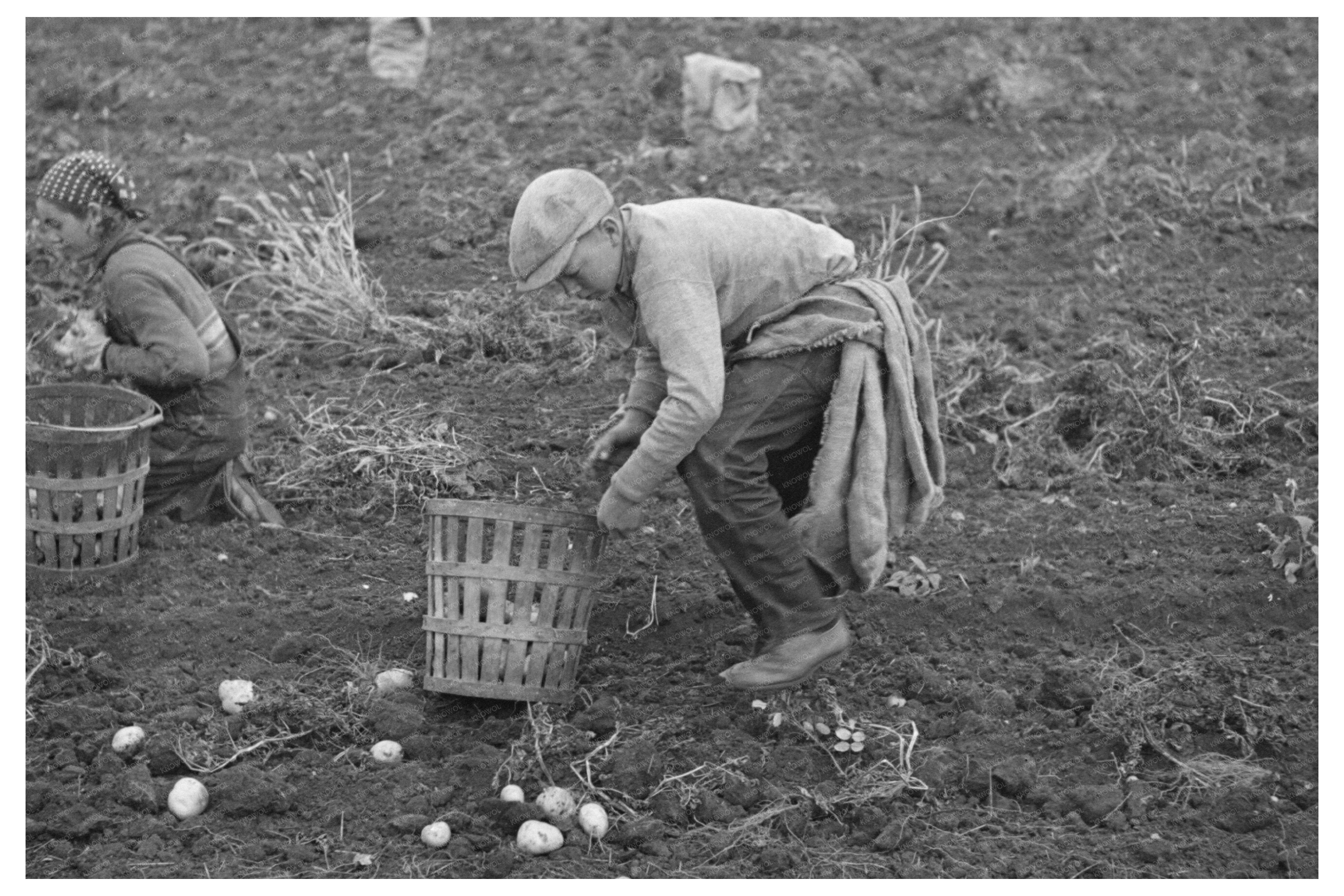 Potato Filling Process East Grand Forks Minnesota 1937