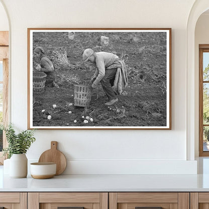 Potato Filling Process East Grand Forks Minnesota 1937