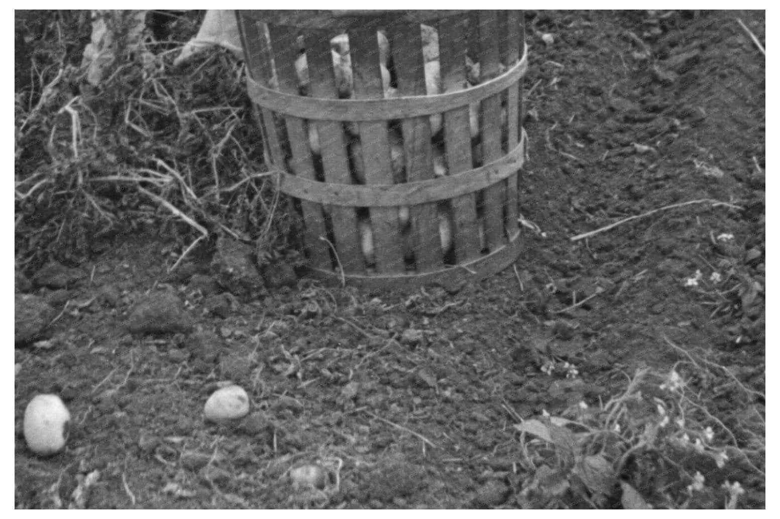 Harvesting Potatoes in East Grand Forks Minnesota 1937