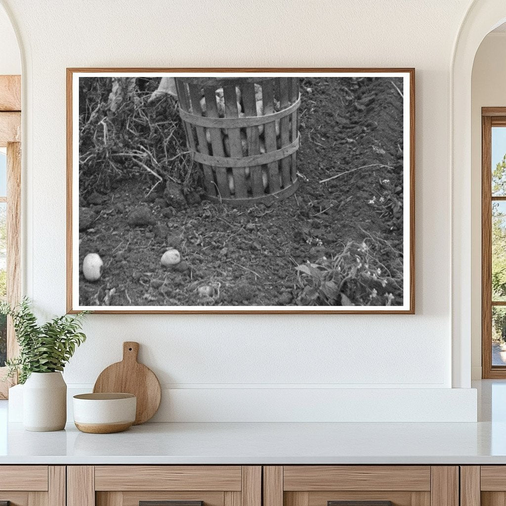 Harvesting Potatoes in East Grand Forks Minnesota 1937