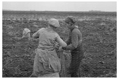 Workers Emptying Potatoes East Grand Forks 1937