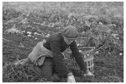 Young Boy Gathers Potatoes East Grand Forks Minnesota 1937