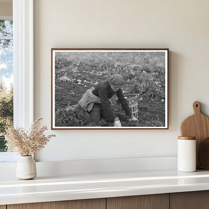 Young Boy Gathers Potatoes East Grand Forks Minnesota 1937