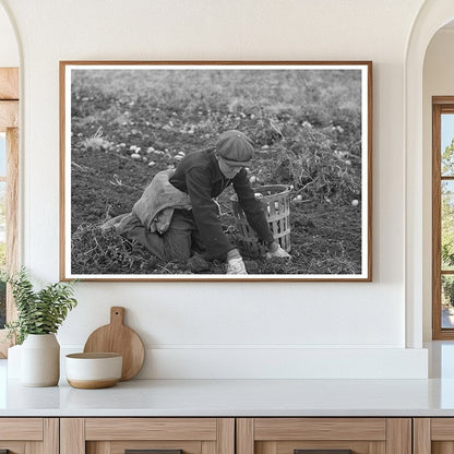 Young Boy Gathers Potatoes East Grand Forks Minnesota 1937