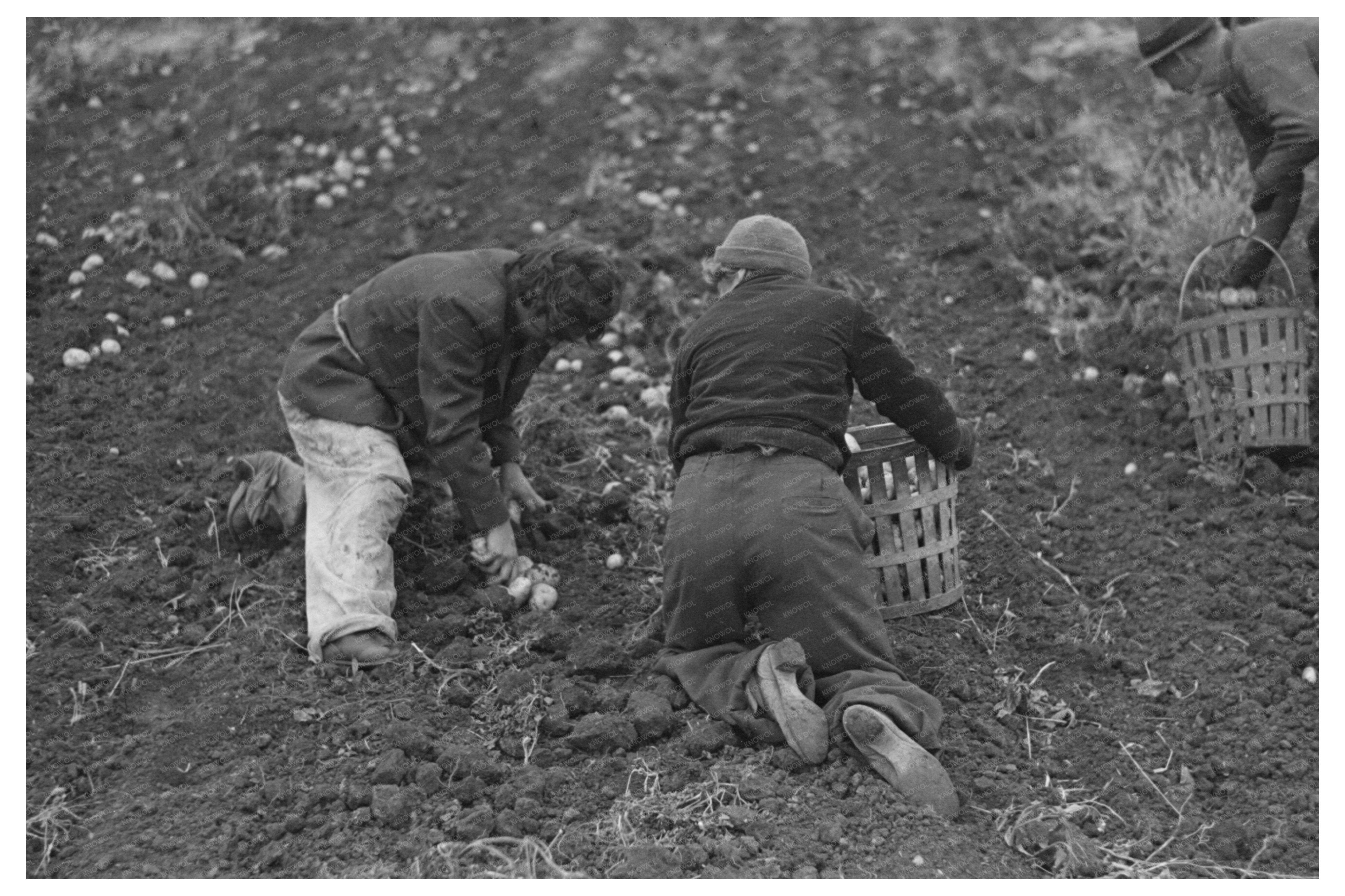 Young Boy Gathering Potatoes in Minnesota 1937