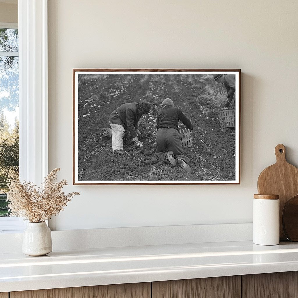 Young Boy Gathering Potatoes in Minnesota 1937