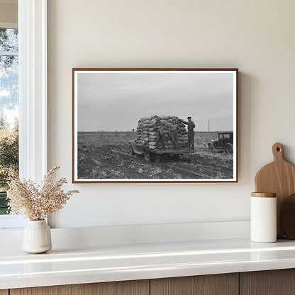 Potato Transport to Market East Grand Forks Minnesota 1937