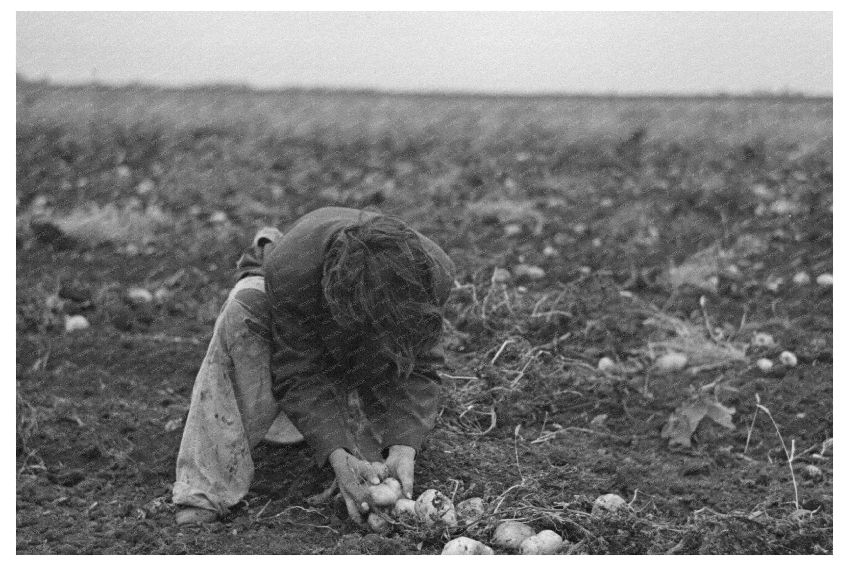 Young Girl Gathers Potatoes East Grand Forks 1937