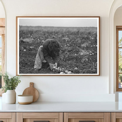 Young Girl Gathers Potatoes East Grand Forks 1937