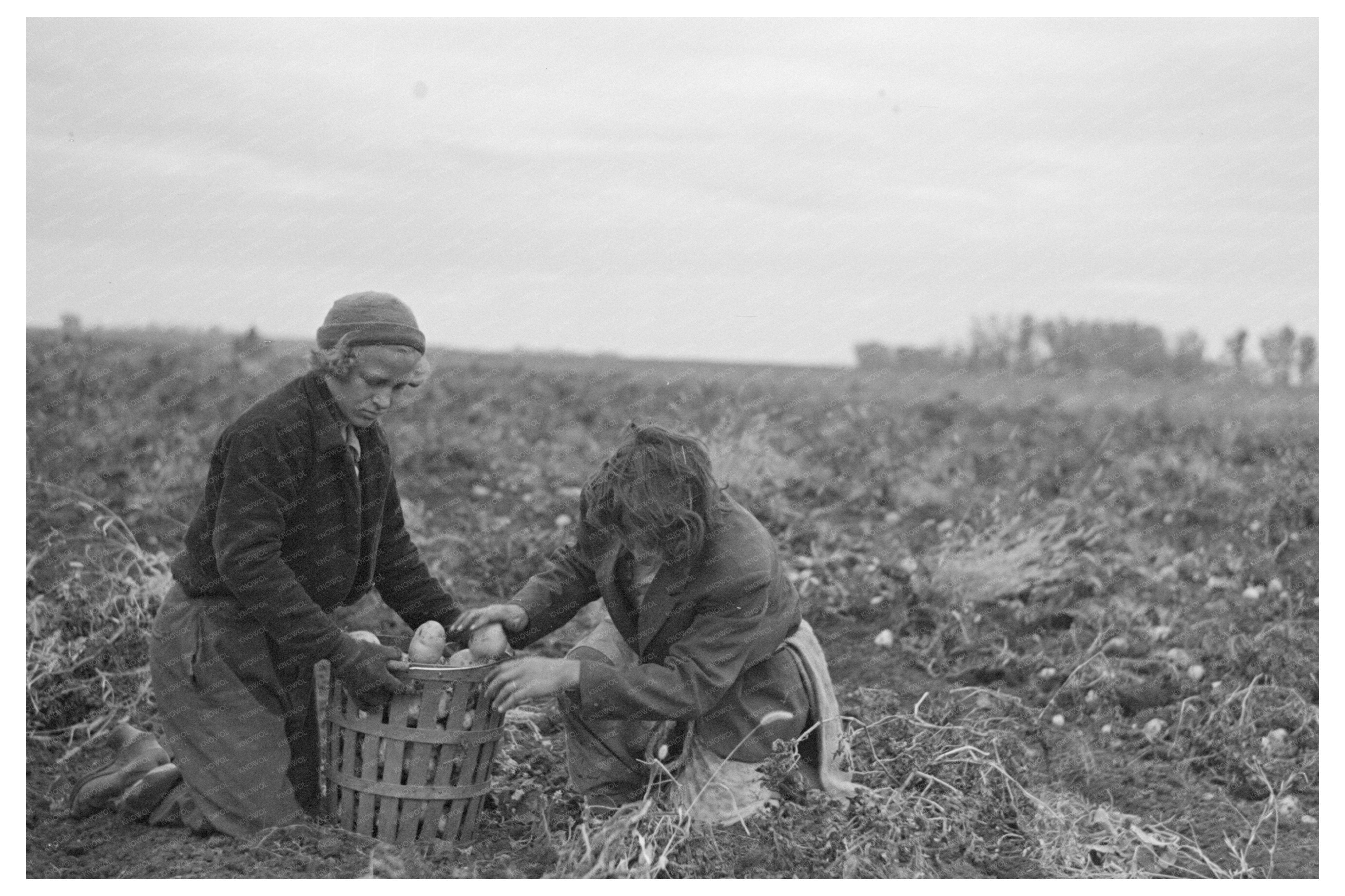 Vintage Potato Workers October 1937 East Grand Forks MN