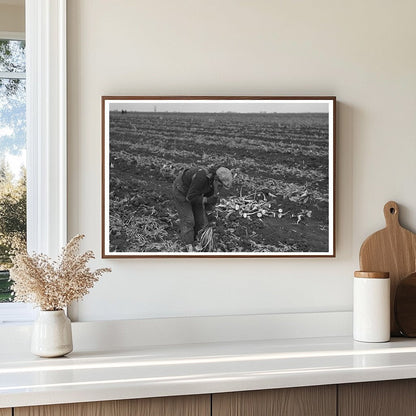 Vintage Potato Worker in East Grand Forks Minnesota 1937