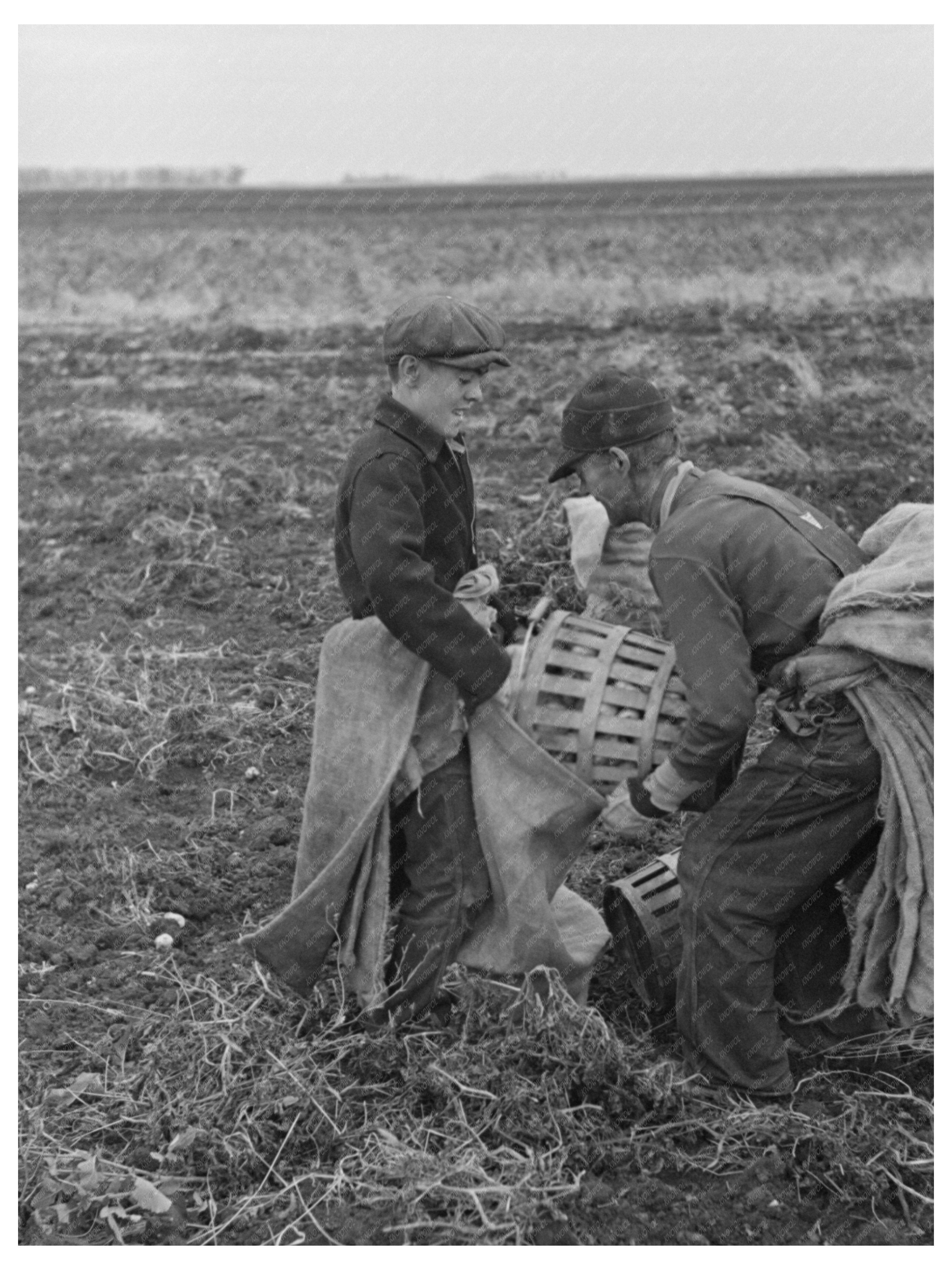 Potato Digger in East Grand Forks Minnesota 1937