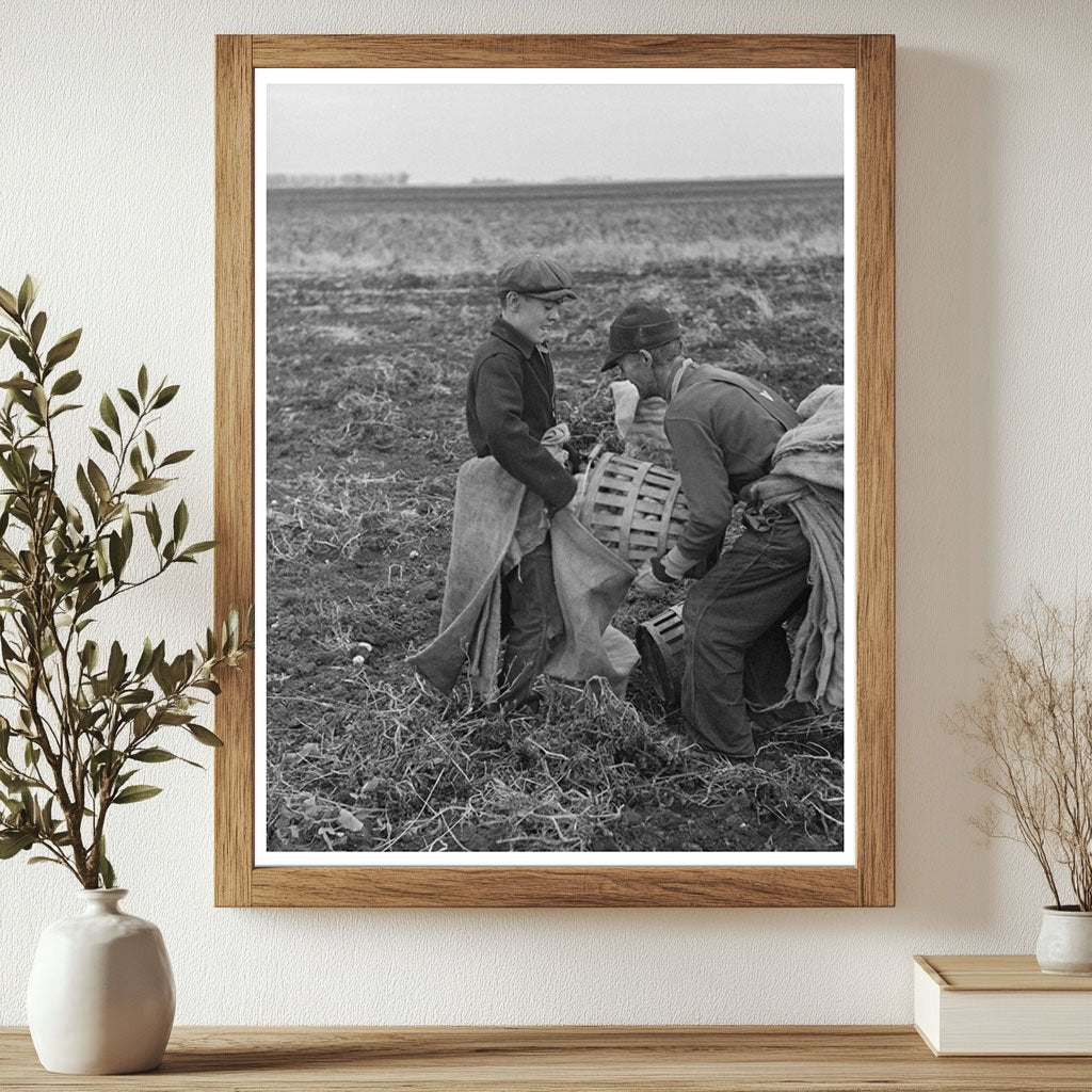 Potato Digger in East Grand Forks Minnesota 1937