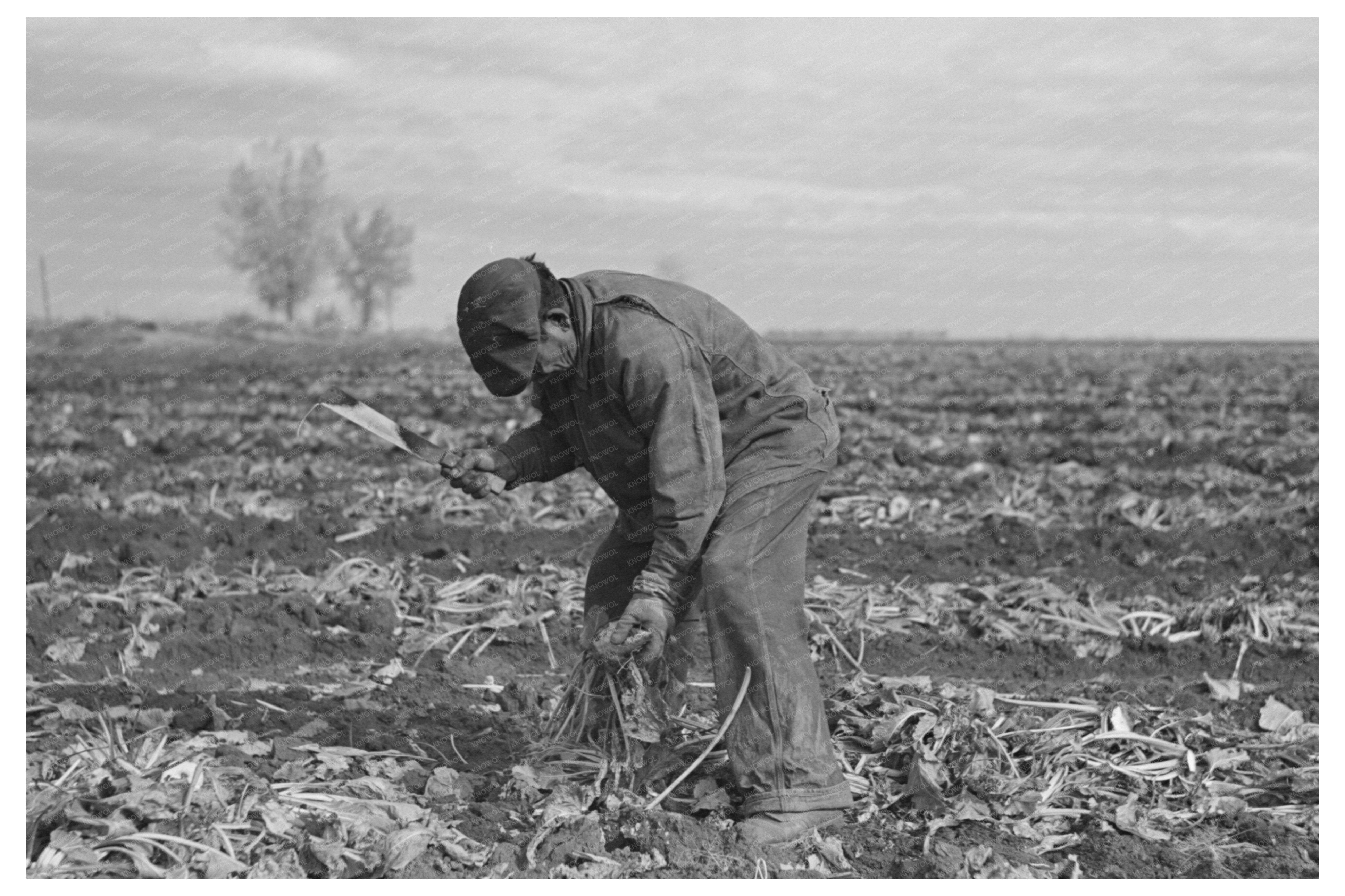 Topping Sugar Beets in East Grand Forks 1937