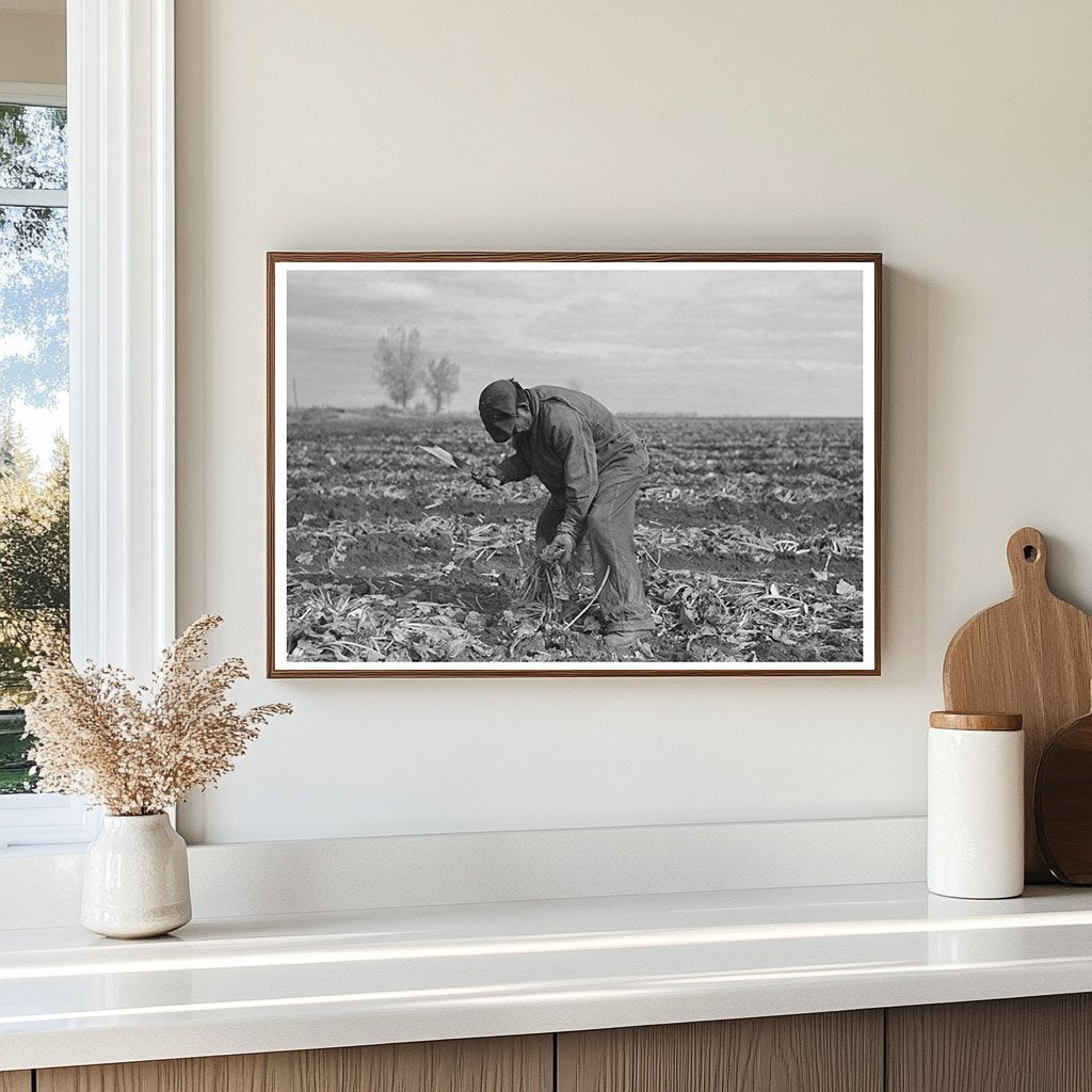 Topping Sugar Beets in East Grand Forks 1937