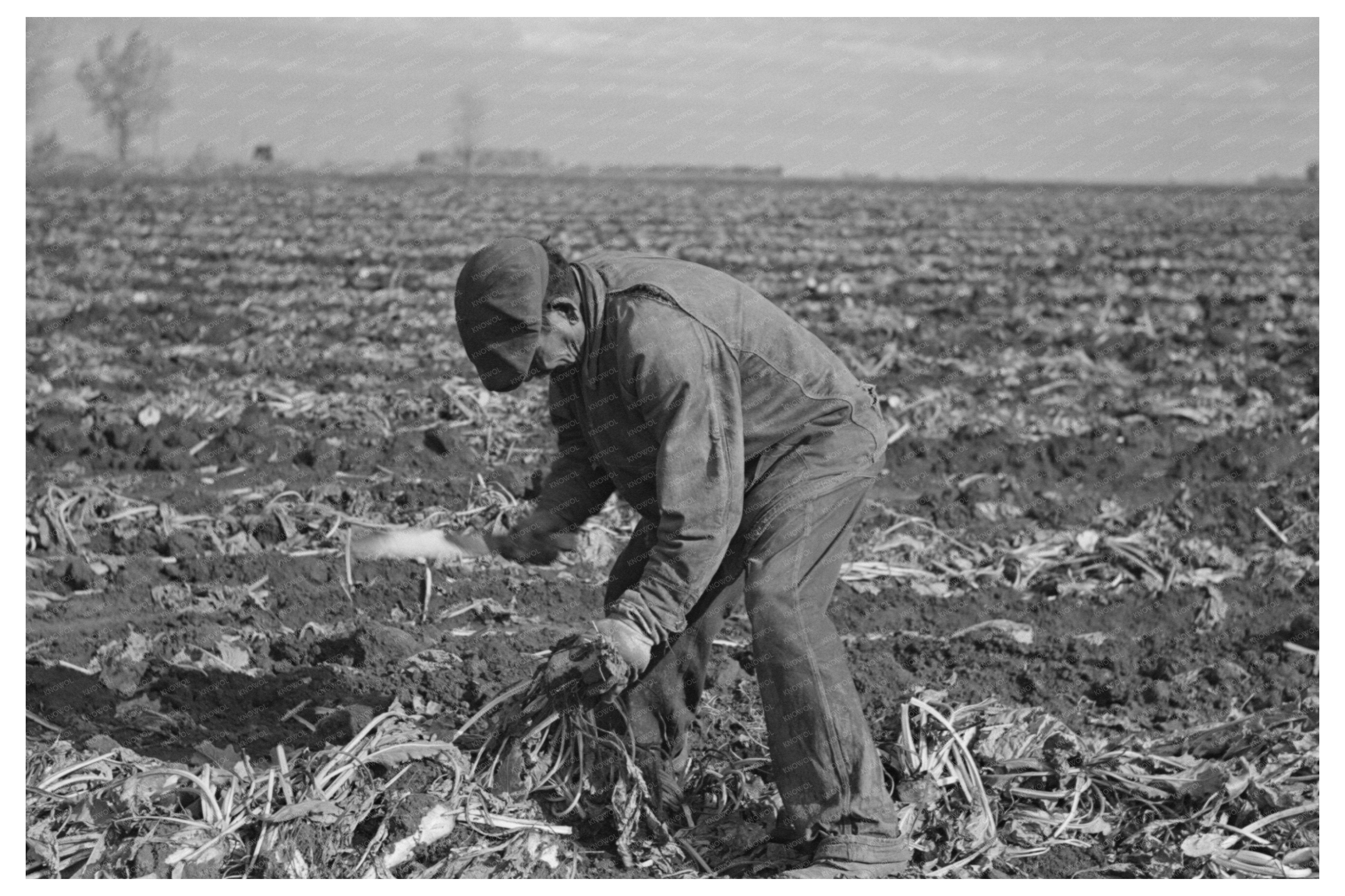 Topping Sugar Beets East Grand Forks Minnesota 1937