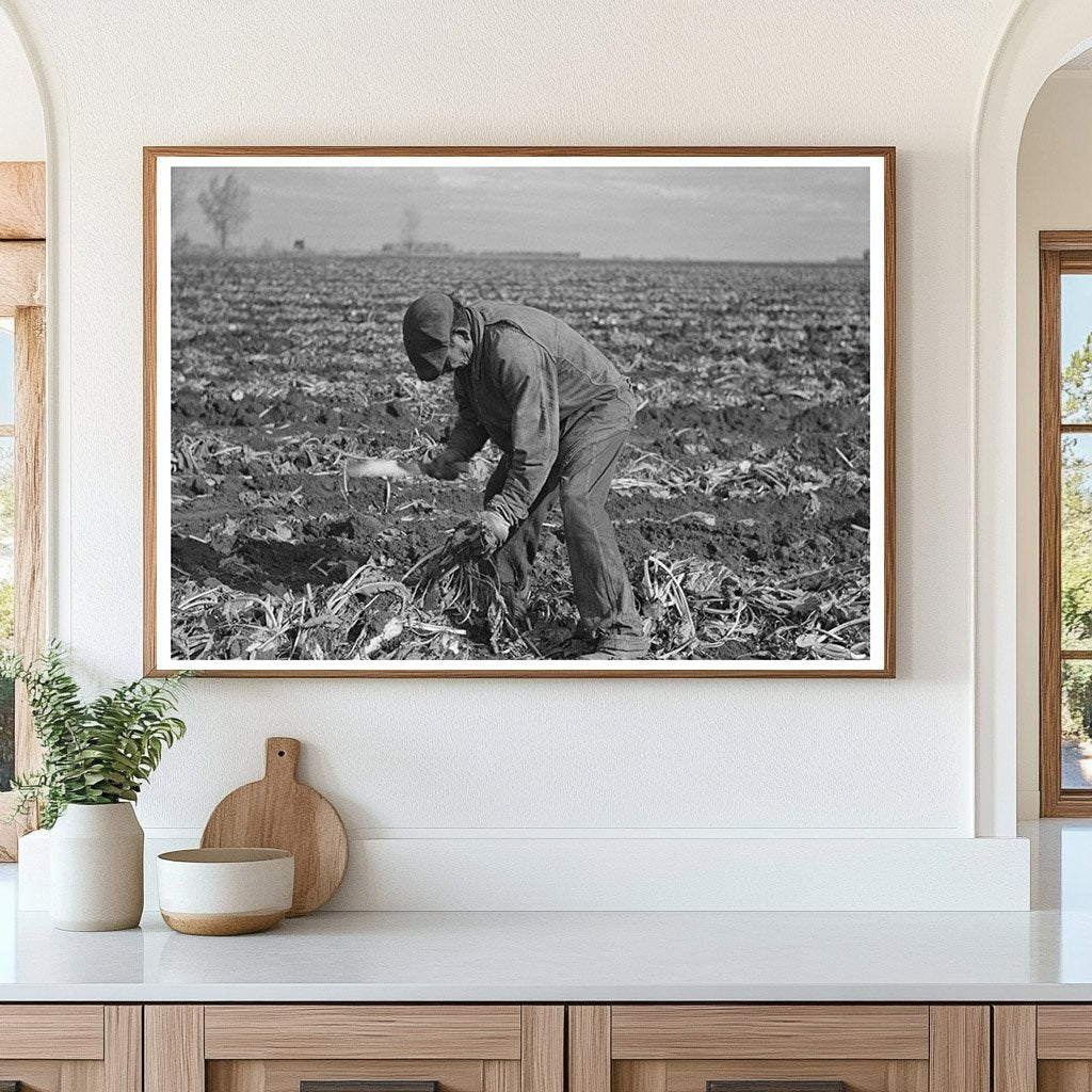 Topping Sugar Beets East Grand Forks Minnesota 1937