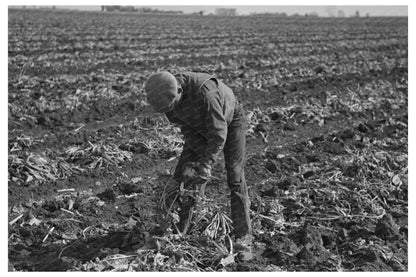 Workers Topping Sugar Beets East Grand Forks 1937