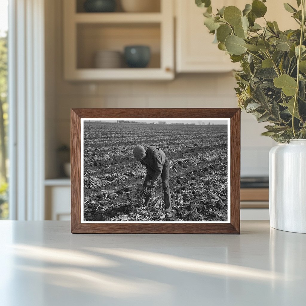 Workers Topping Sugar Beets East Grand Forks 1937