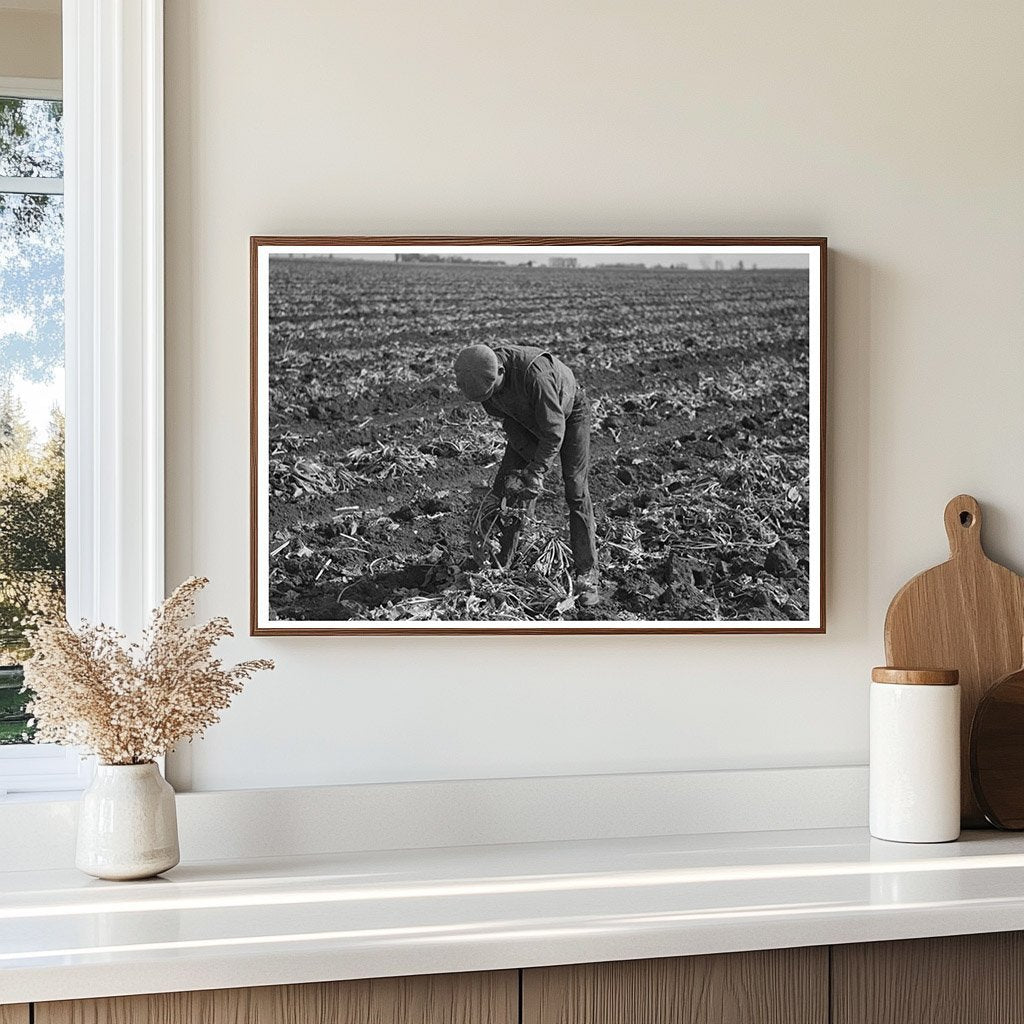 Workers Topping Sugar Beets East Grand Forks 1937