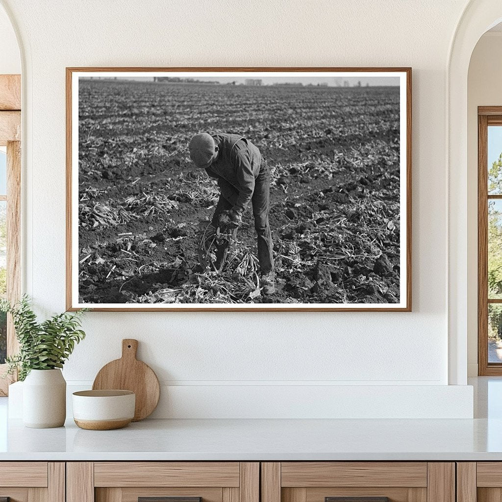 Workers Topping Sugar Beets East Grand Forks 1937