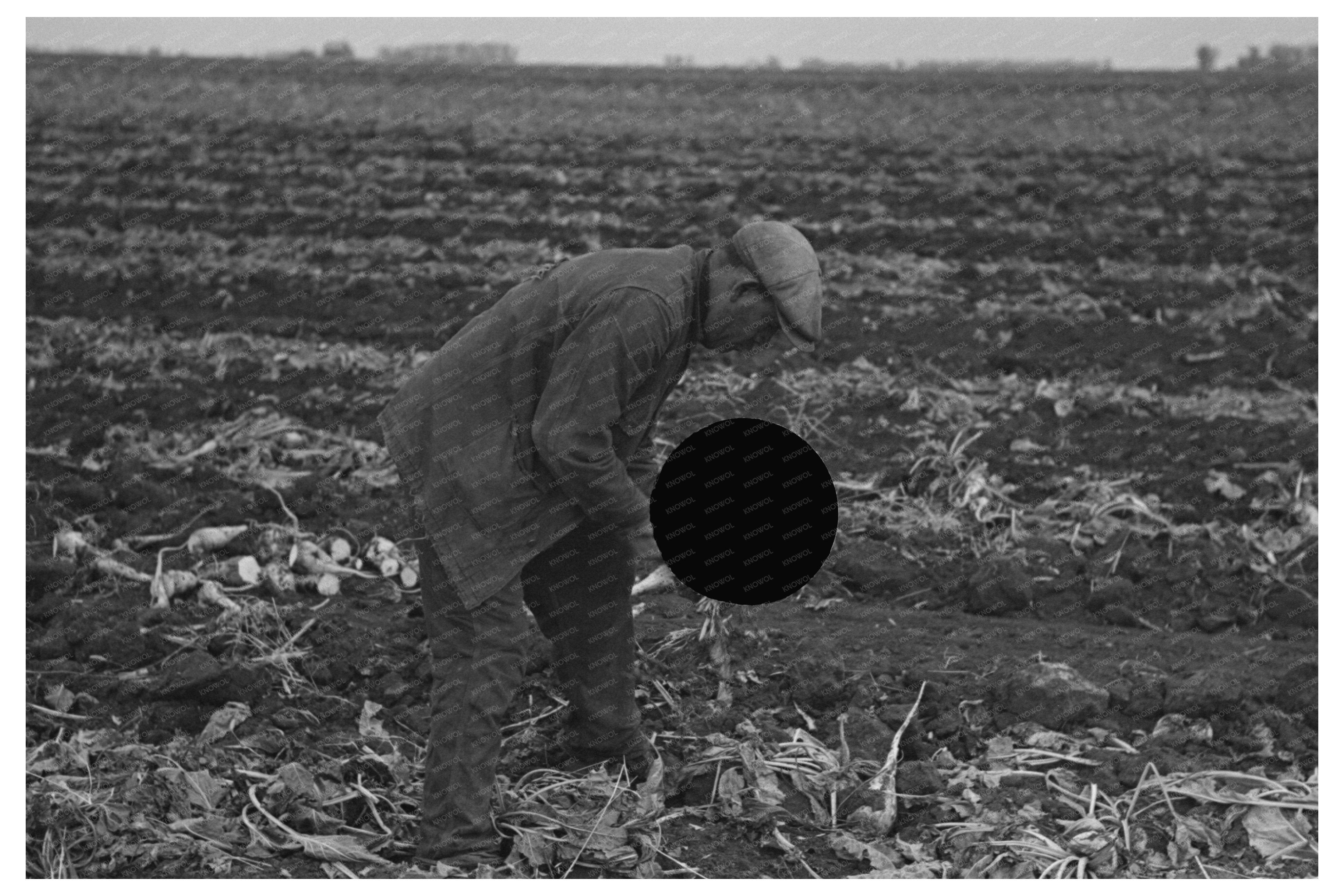 Vintage Sugar Beet Harvest in East Grand Forks 1937