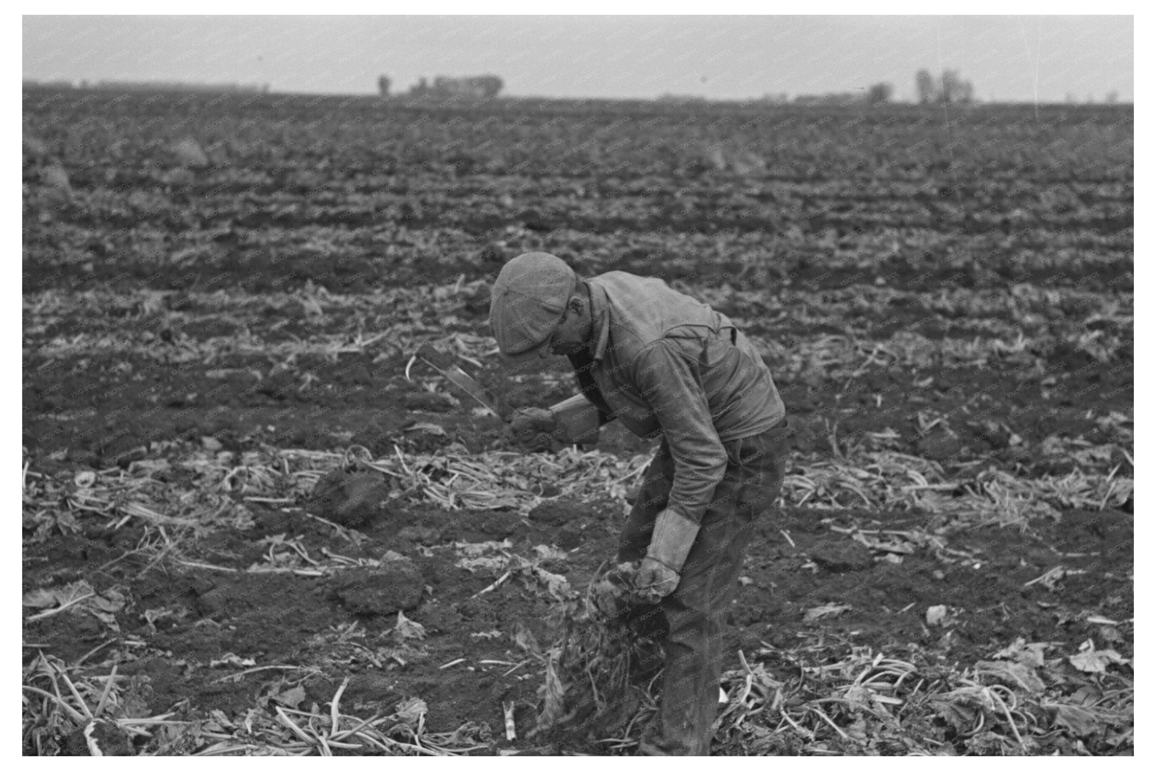 Topping Sugar Beets in East Grand Forks Minnesota 1937