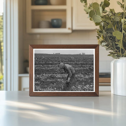 Topping Sugar Beets in East Grand Forks Minnesota 1937