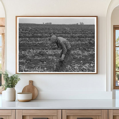 Topping Sugar Beets in East Grand Forks Minnesota 1937