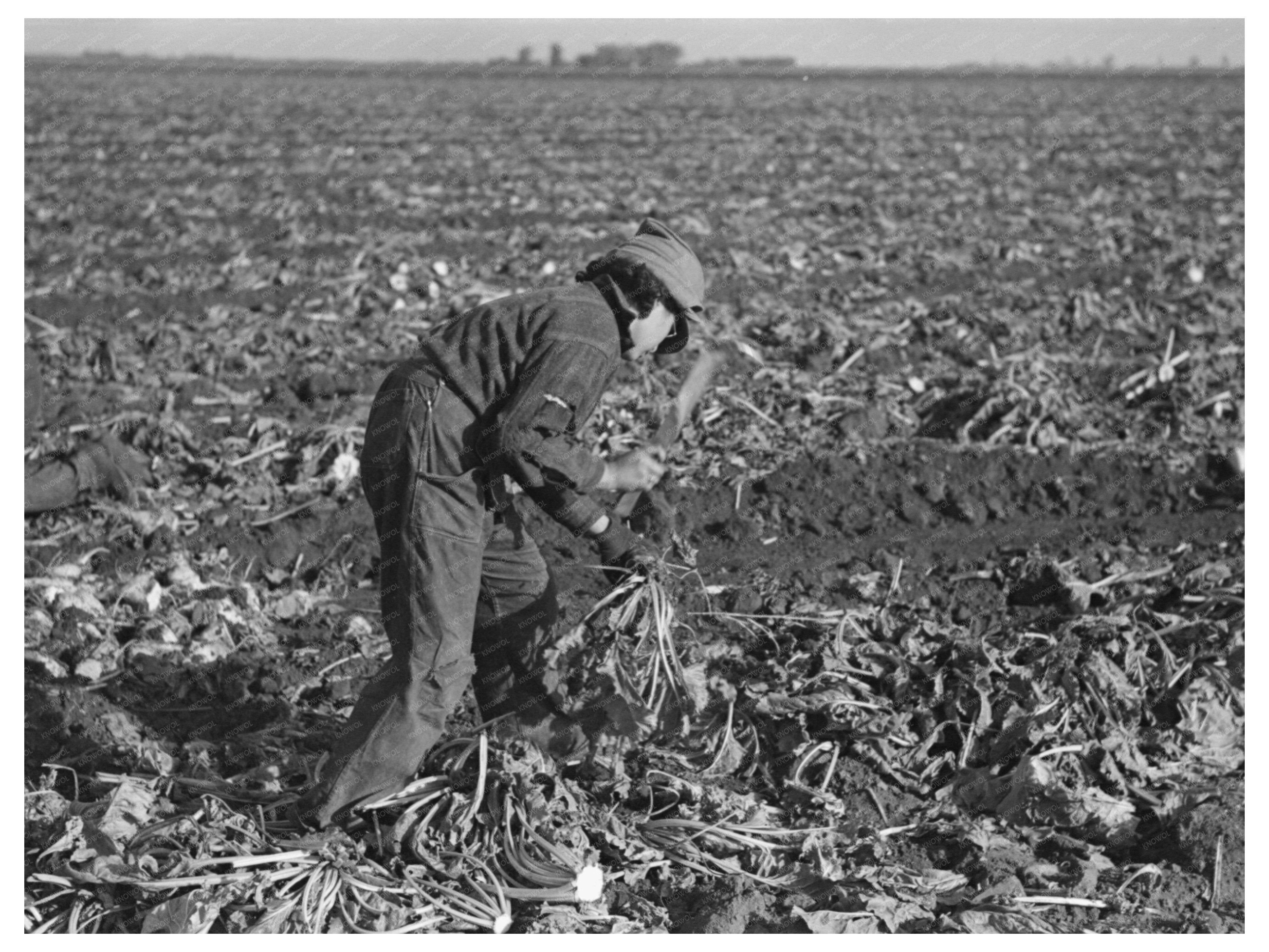 Mexican Girl Topping Beets East Grand Forks 1937