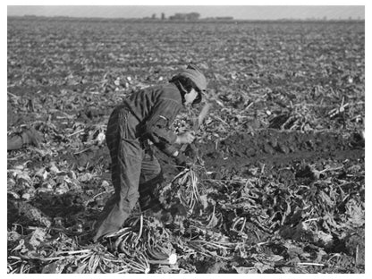 Mexican Girl Topping Beets East Grand Forks 1937