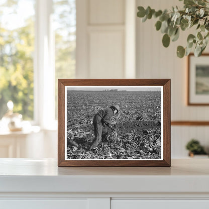 Mexican Girl Topping Beets East Grand Forks 1937