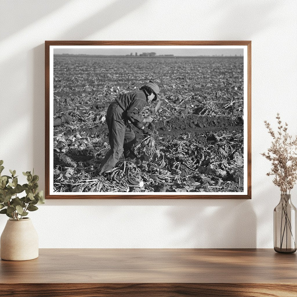 Mexican Girl Topping Beets East Grand Forks 1937