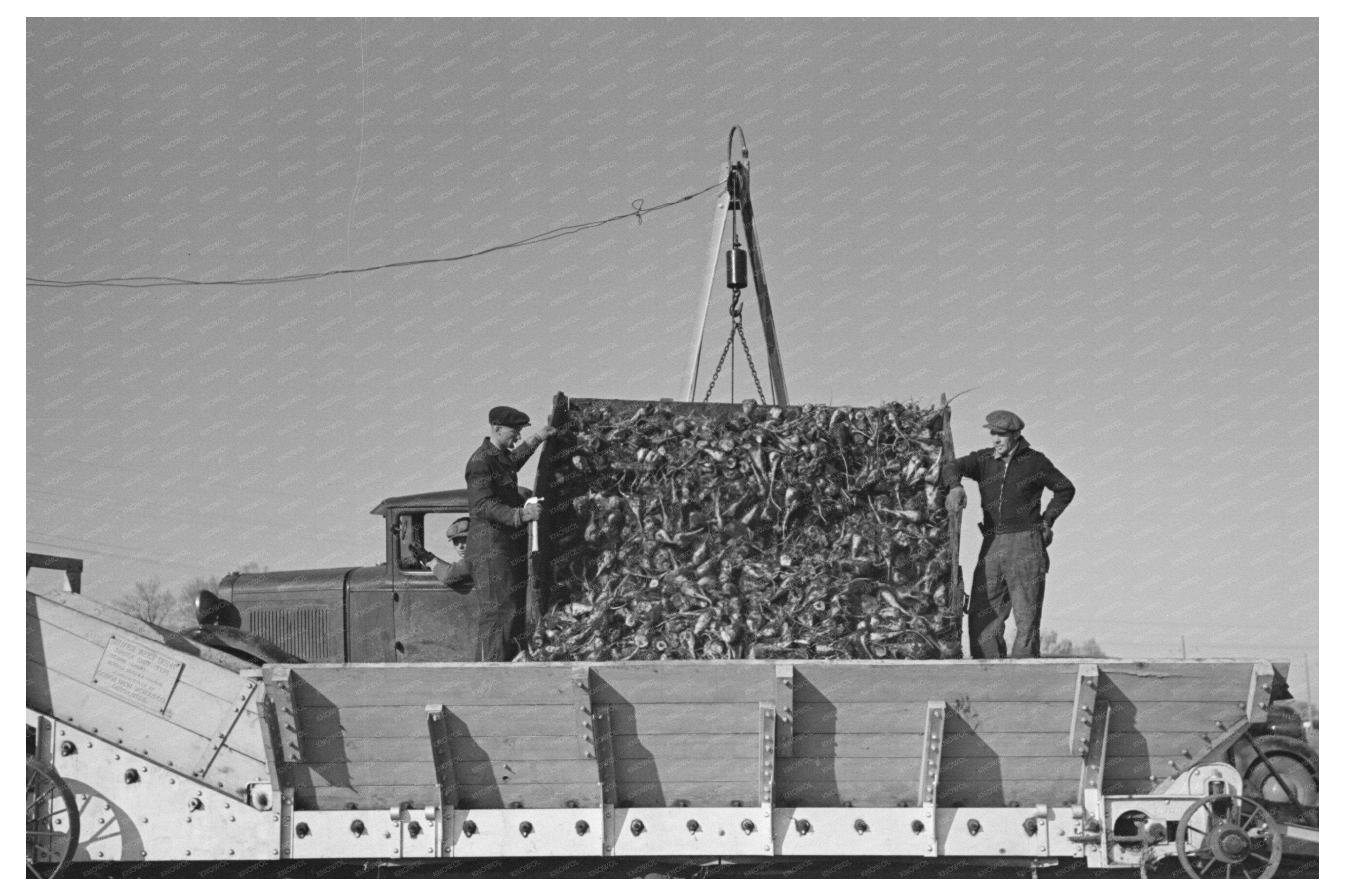 Unloading Sugar Beets in East Grand Forks 1937