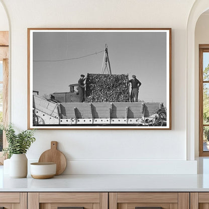 Unloading Sugar Beets in East Grand Forks 1937