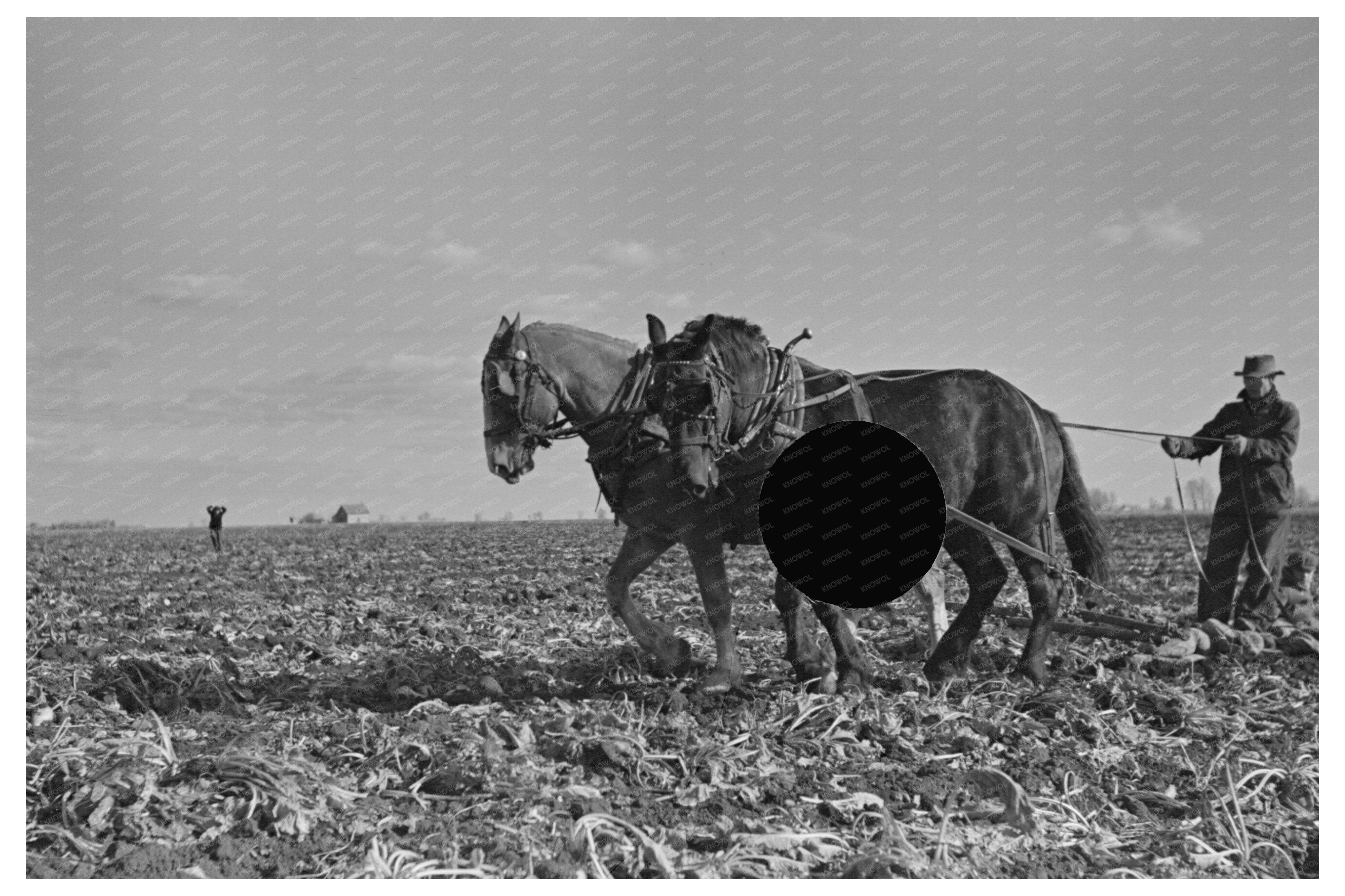 Workers Clearing Space for Sugar Beet Collection 1937