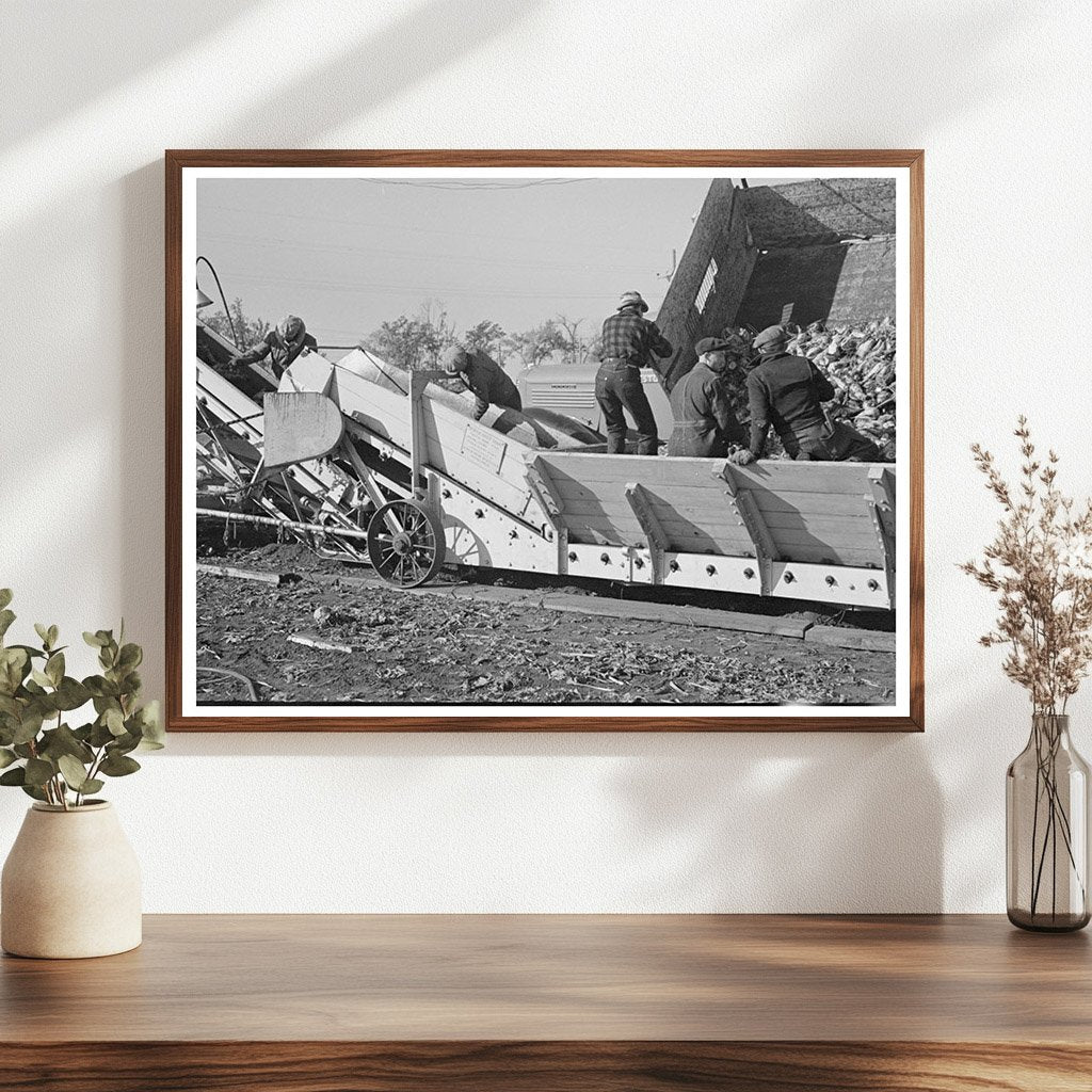 Sugar Beet Unloading at Factory East Grand Forks 1937