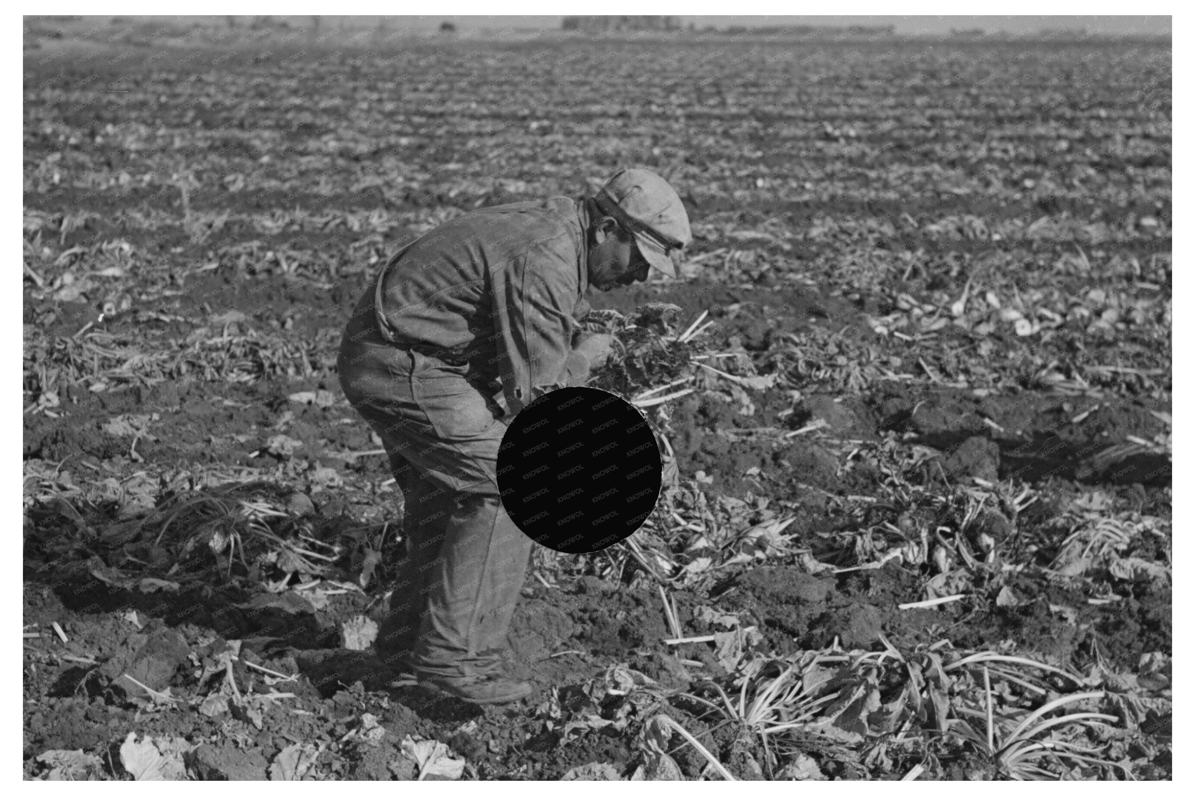 Vintage Sugar Beet Topping in East Grand Forks 1937