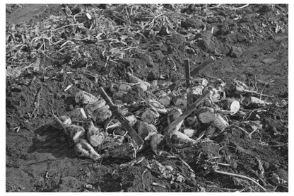 Topped Beets and Knives at Sugar Beet Factory 1937