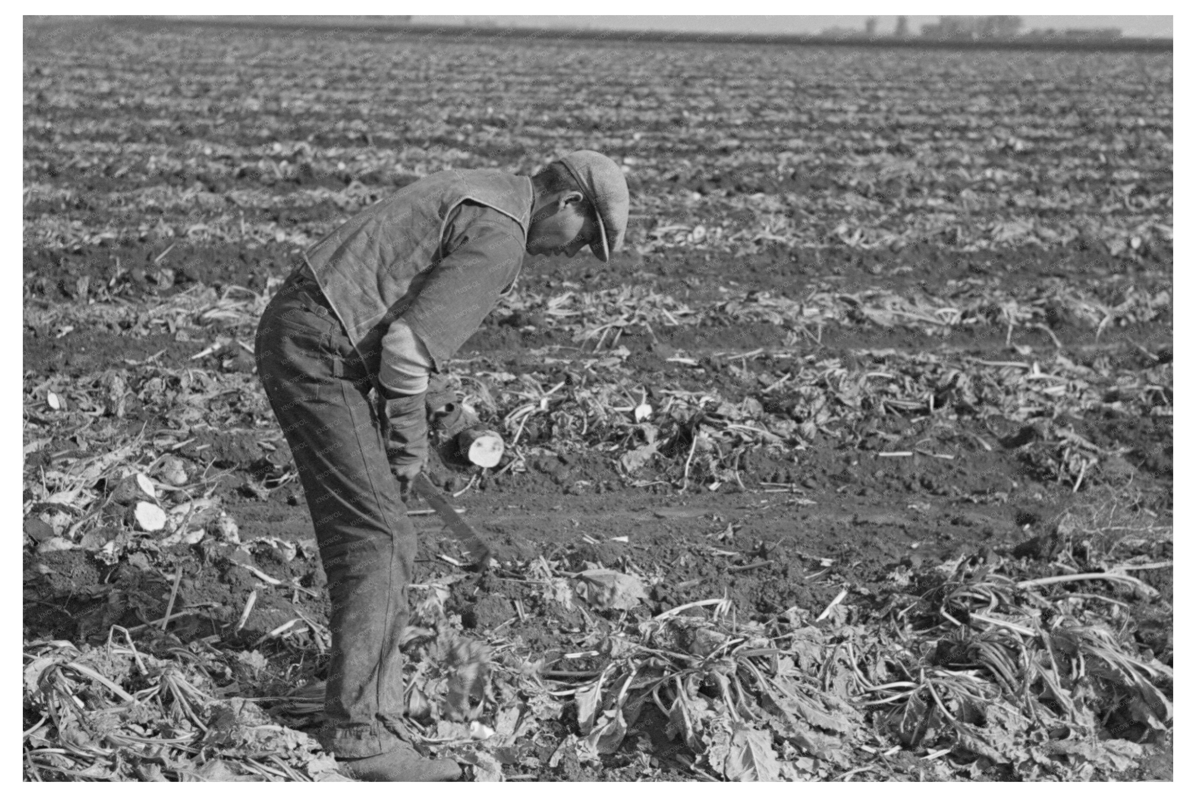 Vintage Sugar Beet Harvesting East Grand Forks 1937