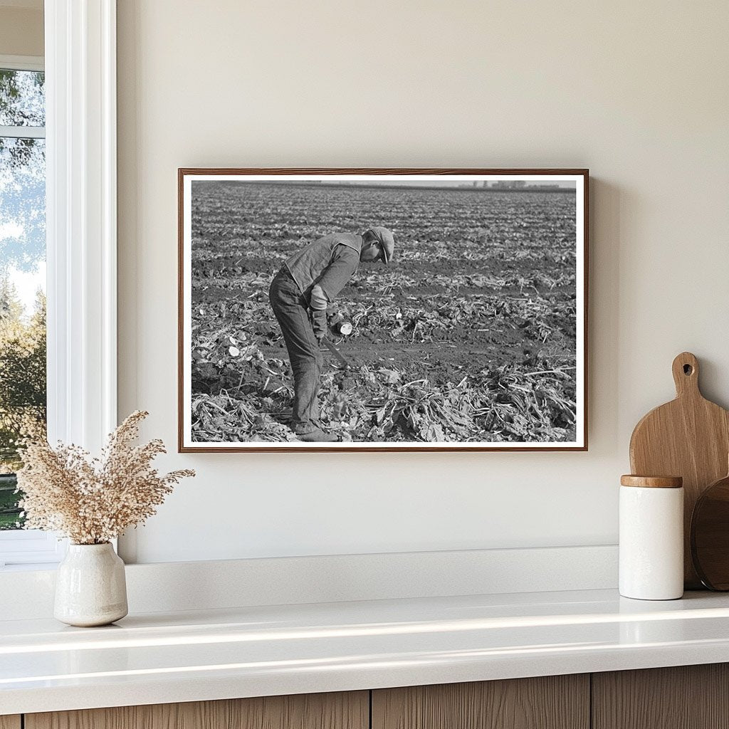 Vintage Sugar Beet Harvesting East Grand Forks 1937