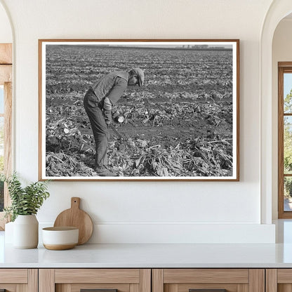 Vintage Sugar Beet Harvesting East Grand Forks 1937