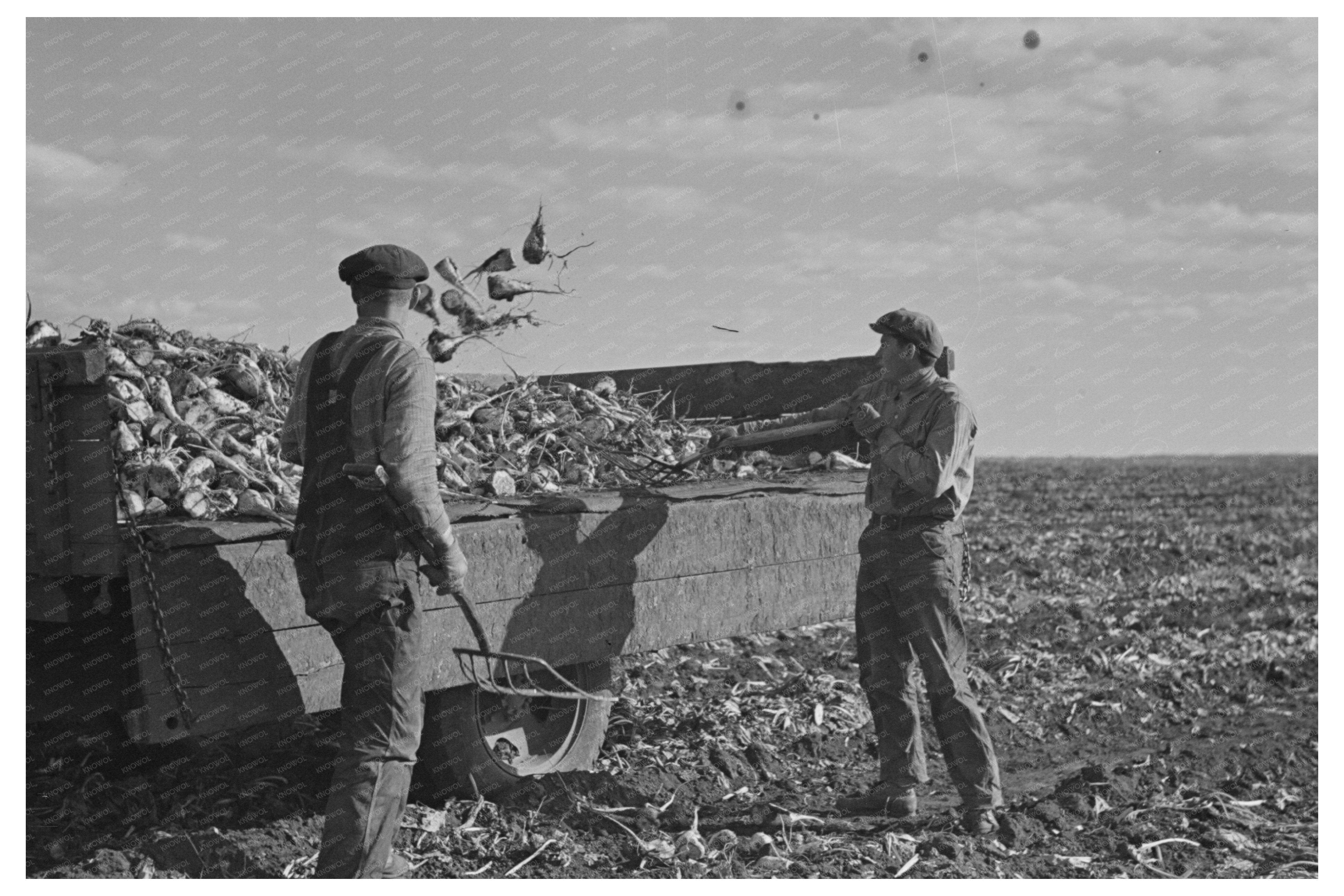 Workers Loading Sugar Beets onto Truck East Grand Forks 1937